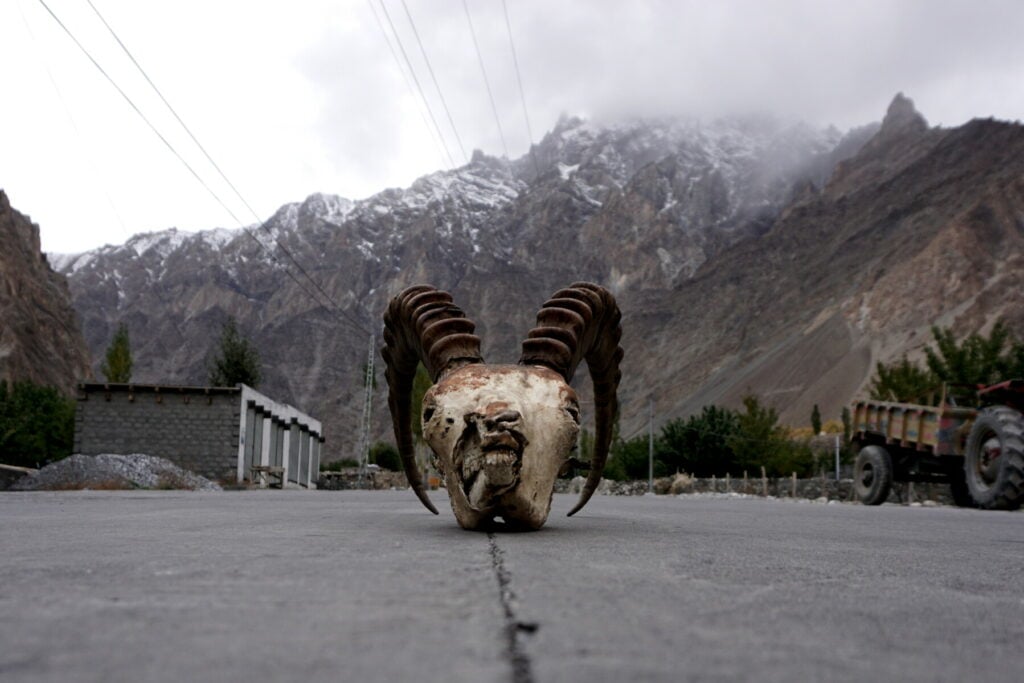 Schedel van een steenbok op de Karakoram Highway in Pakistan