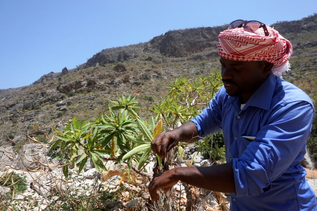 Local guide in Ayhaft Canyon National Park on Socotra, Yemen