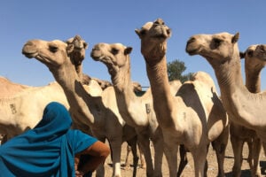Somalia - Somaliland - Livestock camel market with local - horizontal