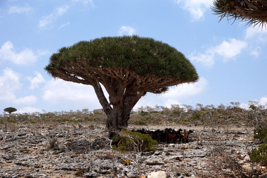 Dragonblood tree on Socotra island, Yemen