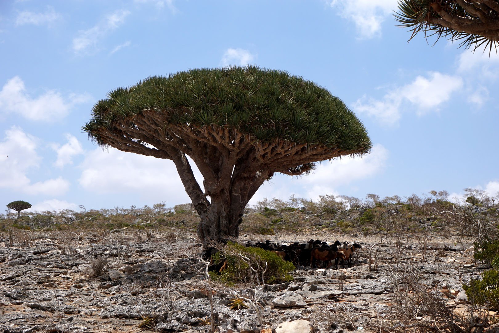 Socotra (Yemen) - private 8 day tour