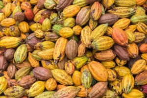 Cacao pods in Sao Tome and Principe, heap of pods of cocoa put on the ground for the drying