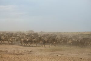 Kenya Great Migration wildebeest landscape