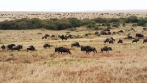 Kenya Great Migration - wildebeest animals