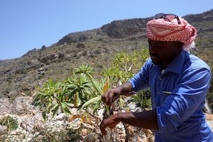 Yemen Socotra Local Guide at Ayhaft Canyon National Park