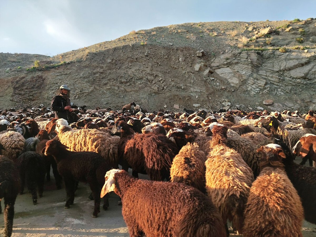 the shepherd and the sheep near Masuleh