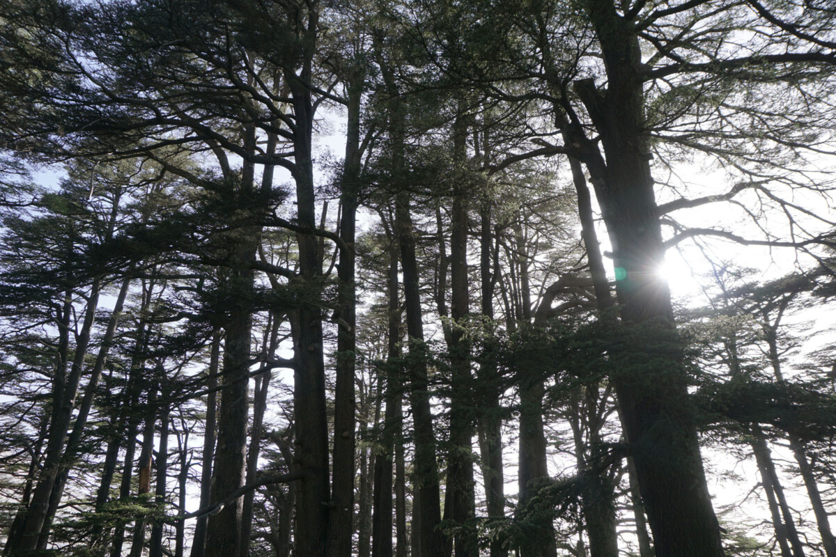 cedar tree national park in qadisha valley