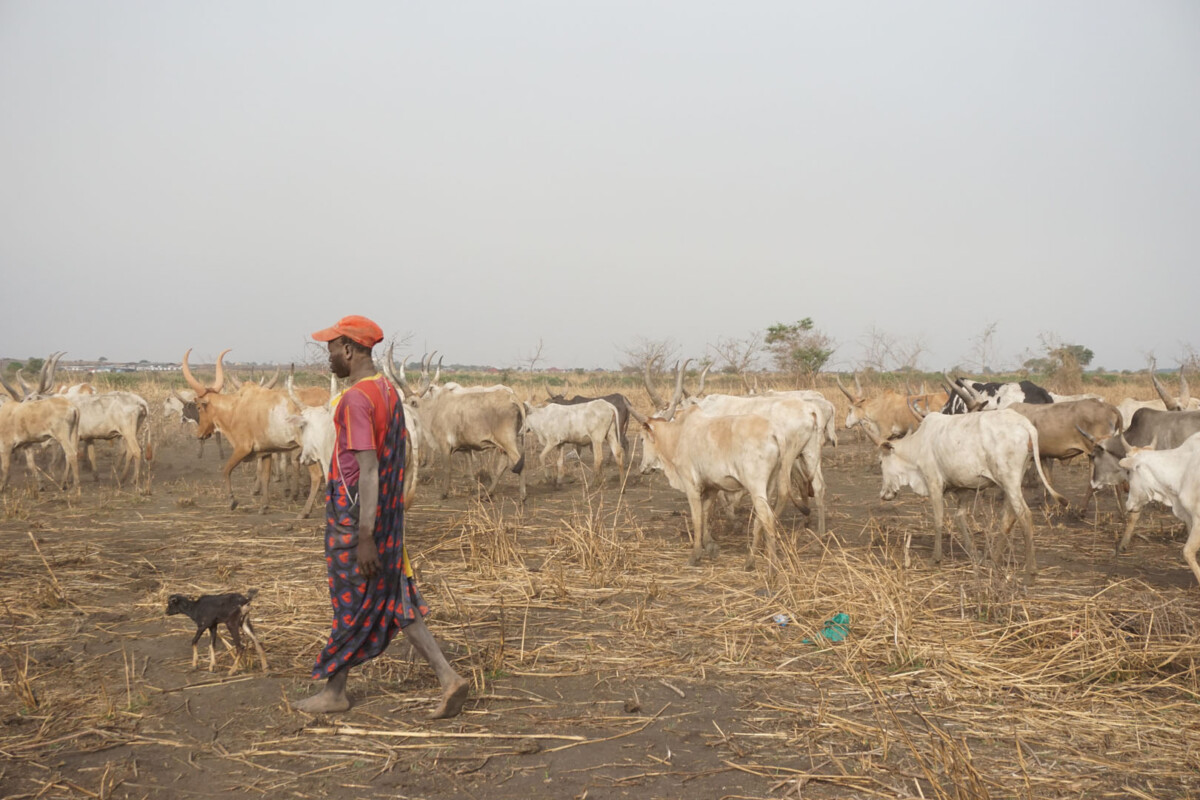 mundari camp shepherd