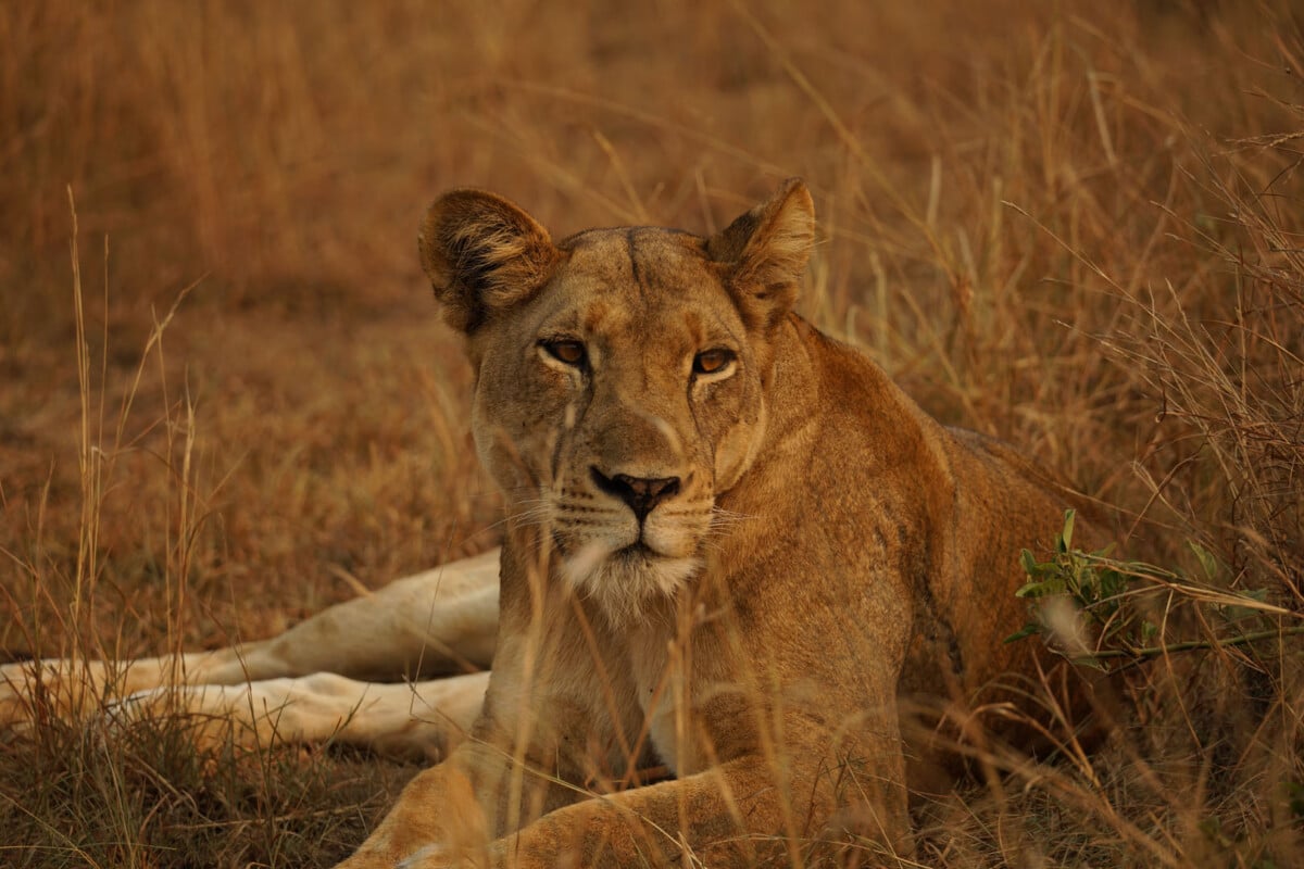 uganda safari lion