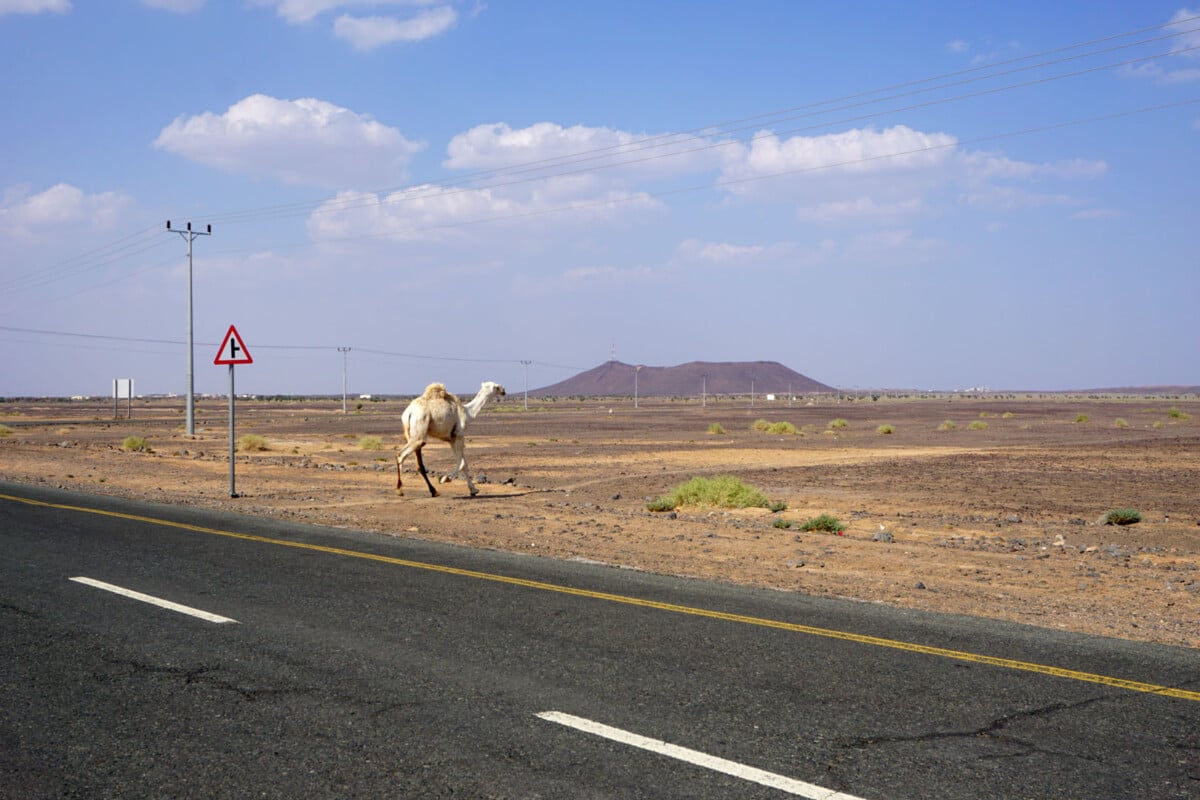 camels on the highway, saudi arabia