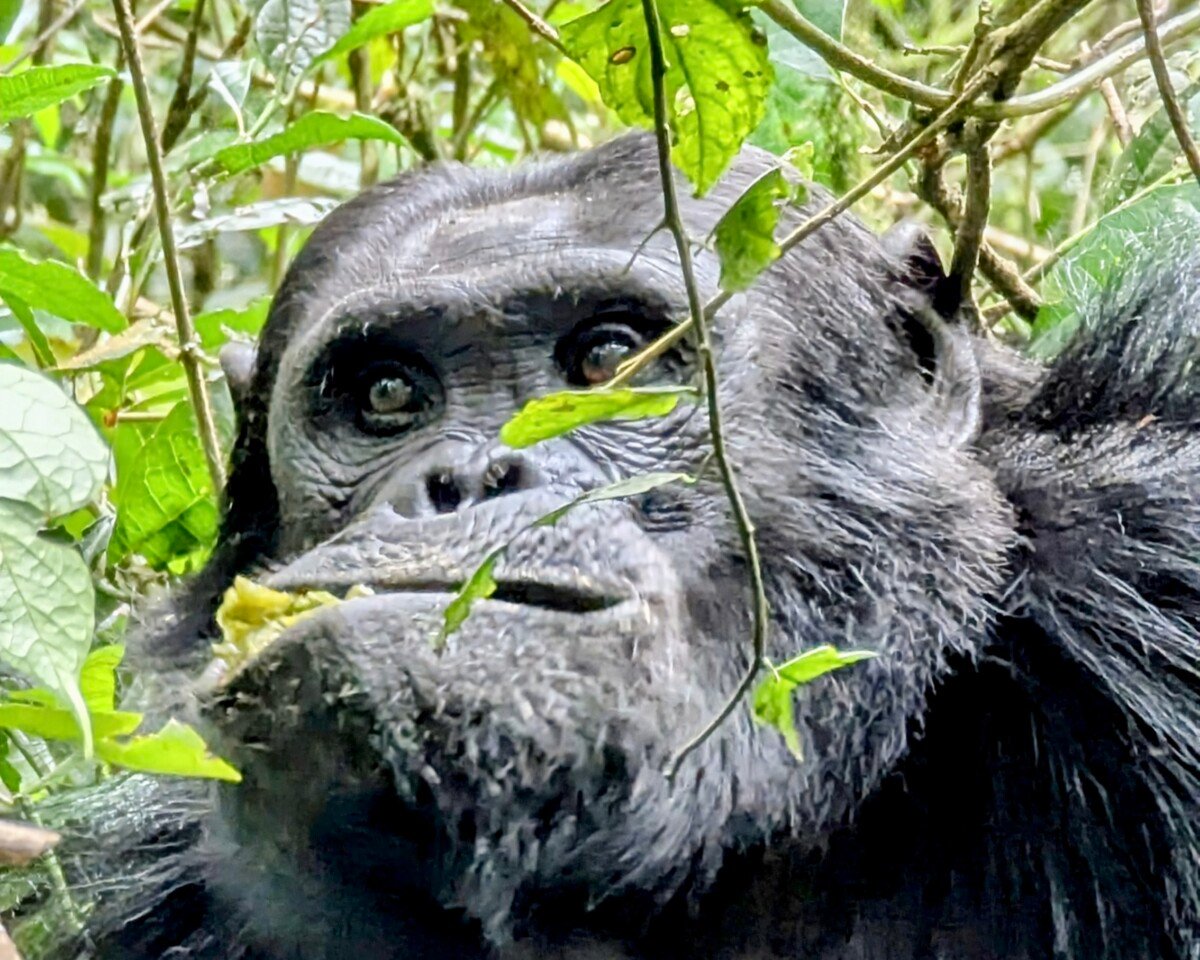 Chimpanzee calmly eating leaves, hidden gems in Africa
