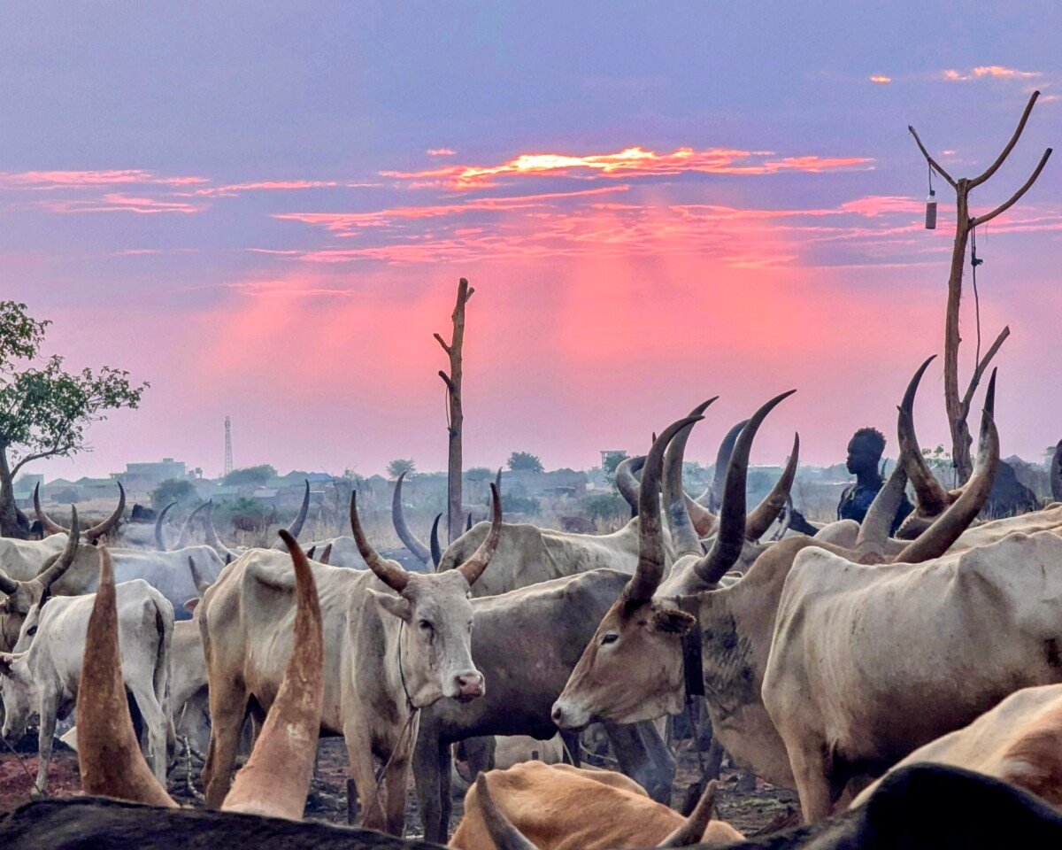 Mundari people with their cattle, hidden gems in Africa
