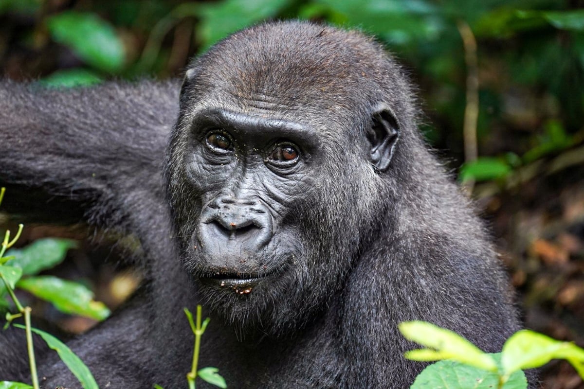 Cameroon gorilla