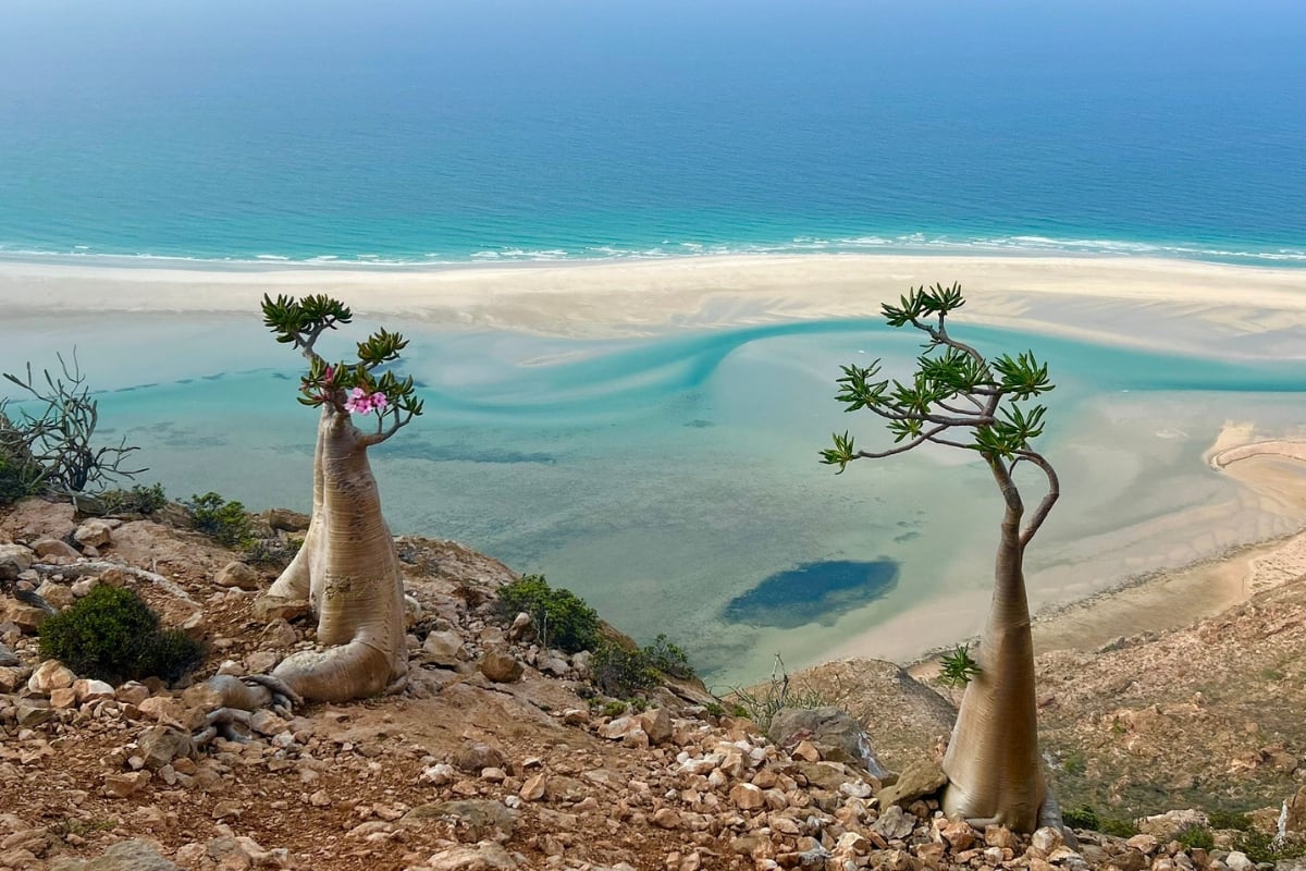 Socotra bottle neck trees and beach view