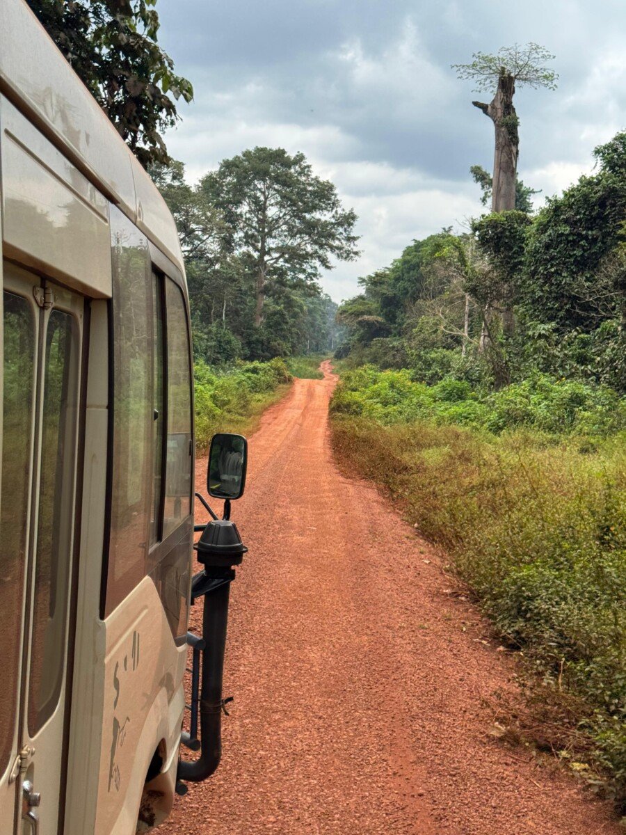 Car riding throuh jungle.